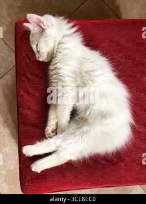 White kitten sleeping peacefully on a red cushion Stock Photo
