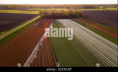 Drone shot of tulip fields, different colors of tulips Stock Photo