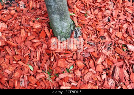 Red wood chips laid on the ground around a tree trunk. Stock Photo