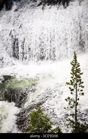 Small Pine Grows Below Terraced Falls Along Fall River In Southern Yellowstone National Park Stock Photo