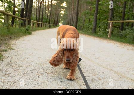English Cocker Spaniel on a leash in the forest. Selective focus Stock Photo