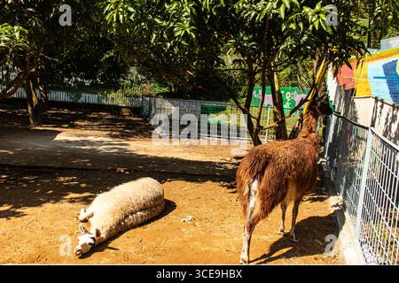 White Llama Lying Down in a Sunny Spot Stock Photo
