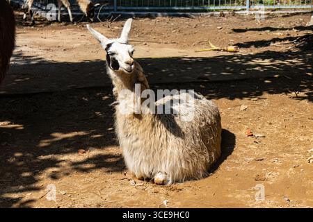 White llama resting calmly in sunny weather Stock Photo