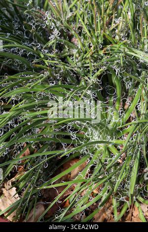 Leopold Agave, Agave x leopoldii, Asparagaceae. Mexico. Agave × leopoldii is a hybrid species of flowering plant in the family Asparagaceae. Stock Photo