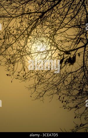 Sun rising through mist and tree branches on the Somerset Levels taken early morning Stock Photo