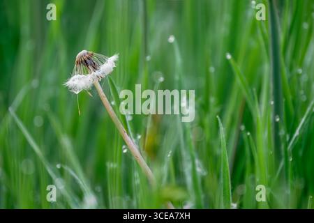 Close up of Dandelion seed head with seed head hanging off about to be blown away and very dewy grass taken in Somerset, UK Stock Photo