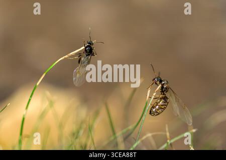 Flying Ants on grass on flying ant day where they take flight to mate Stock Photo