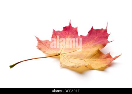 A leaf of a maple tree is shown in full color. The leaf is red and has a slightly brownish tint. The leaf is positioned on a white background, which m Stock Photo