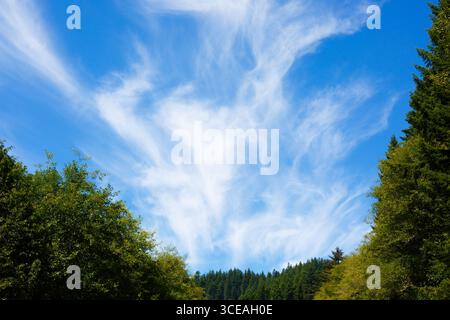 Wispy white cirrus clouds rising over a forested area near the Oregon Coast, USA. Stock Photo