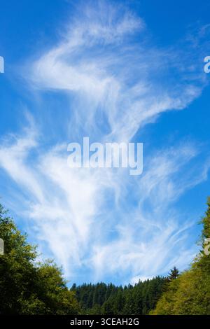 Wispy white cirrus clouds rising over a forested area near the Oregon Coast, USA. Stock Photo