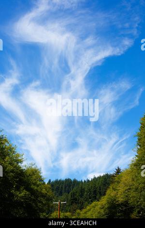 Wispy white cirrus clouds rising over a forested area near the Oregon Coast, USA. Stock Photo