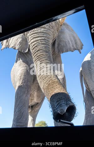 African Elephant (Loxodonta Africana) inspecting hide window handle with trunk at the Onkolo Hide, Onguma Nature Reserve, Namibia, Africa Stock Photo