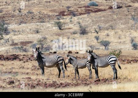 Hartmann's mountain zebra (Equus zebra hartmannae) - Namibia, Africa Stock Photo