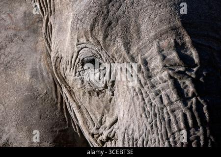 African Elephant (Loxodonta Africana) close up - Ongava Private Game Reserve, Namibia, Africa Stock Photo