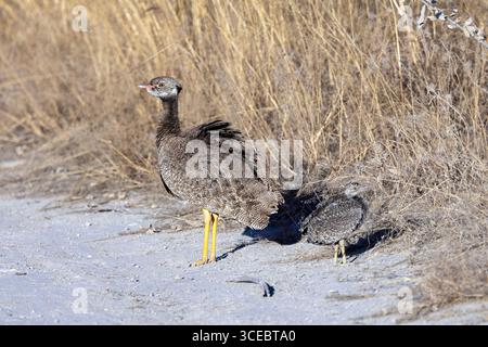 Female northern black korhaan (Afrotis afraoides) with chick in Etosha National Park - Namibia, Africa Stock Photo