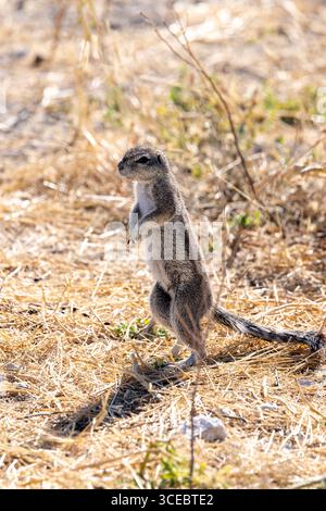 Cape ground squirrel or South African ground squirrel (Geosciurus inauris) in Etosha National Park - Namibia, Africa Stock Photo