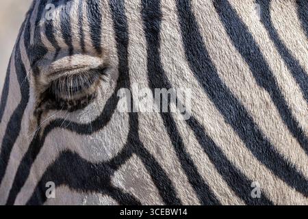 Close up of Burchell's zebra (Equus quagga burchellii) in Etosha National Park - Namibia, Africa Stock Photo
