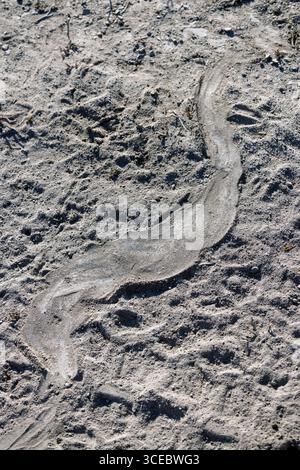 Large snake track in the dirt - Onguma Nature Reserve, Namibia, Africa Stock Photo