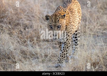 Large male leopard (Panthera pardus) walking toward viewer with intense stare - Okonjima Nature Reserve, Namibia, Africa Stock Photo