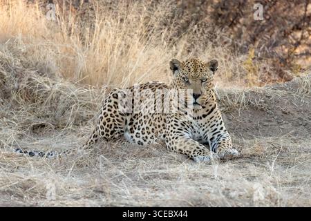 Large male leopard (Panthera pardus) - Okonjima Nature Reserve, Namibia, Africa Stock Photo