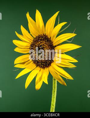 A single yellow sunflower stands against a dark green background. The focus is on the flower head with its bright yellow petals and a textured brown c Stock Photo