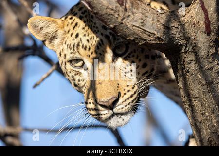 Leopard (Panthera pardus) - Okonjima Nature Reserve, Namibia, Africa Stock Photo