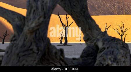 Camelthorn tree trunks framing the surreal Deadvlei landscape in Namib-Naukluft National Park, Namibia, Africa Stock Photo