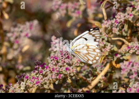 Pioneer white butterfly (Belenois aurota) in Namib-Naukluft National Park, Namibia, Africa Stock Photo