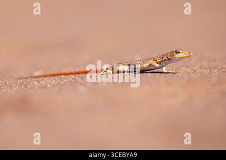 Wedge-snouted sand lizard (Meroles cuneirostris) - Namib-Naukluft National Park, Namibia, Africa Stock Photo