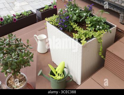 Flower arrangement in a wicker pot. Ampel white and purple lobelia. Garden tools. Top view.  Stock Photo
