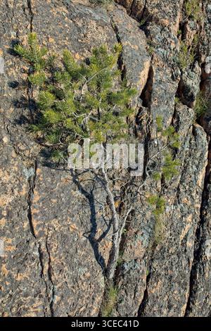 Closeup of small pine tree grows in a crack in a rock in sunny spring weather. Stock Photo