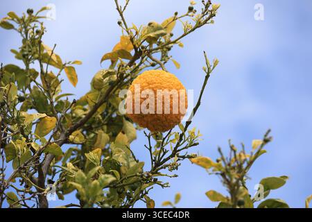 Bitter orange - Citrus aurantium close up on a tree Stock Photo