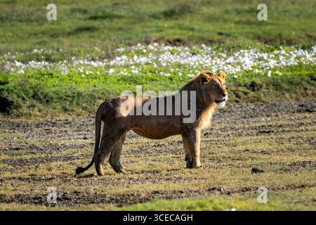 Young Male Lion Standing Alert in Grassland, Ngorongoro Crater, Tanzania Stock Photo
