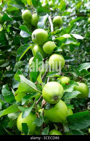 Vertical view of abundance of Bramley cooking apples ripening on an old apple tree in the hot summer of 2025 Carmarthenshire Wales UK KATHY DEWITT Stock Photo