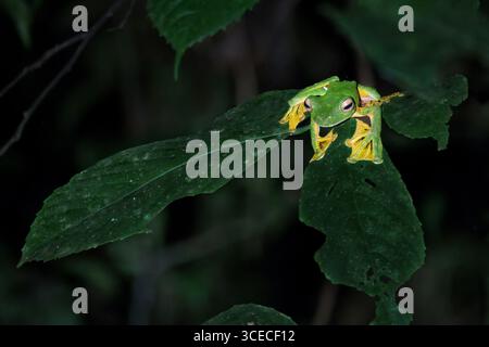 Black webbed whipping tree frog at night in Danum Valley, Borneo, Malaysia Stock Photo