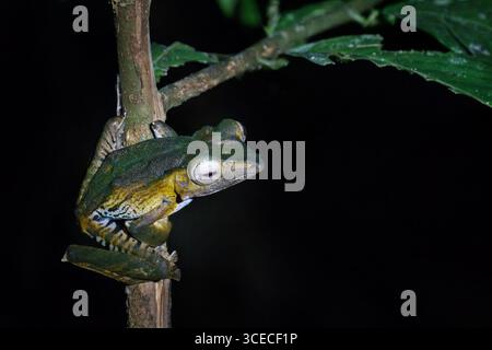 Dark eared tree frog at night in Danum Valley, Borneo, Malaysia Stock Photo