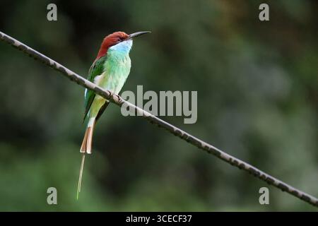 Blue Throated Bee Eater known as Merops Viridis in Danum Valley, Borneo, Malaysia Stock Photo