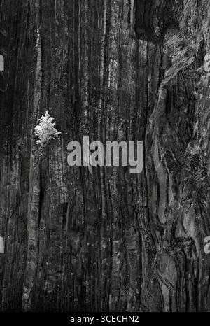 Tree on the side of rock formation Stock Photo