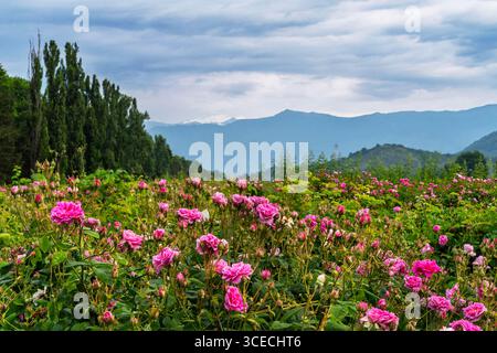 Plantations of blooming Damask roses used to make rose oil in Azerbaijan Stock Photo