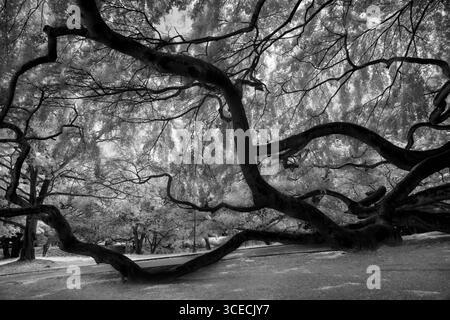 Infrared black and white photo of Sacred Fig Tree known as Ficus Religiosa, Sri Lanka Stock Photo