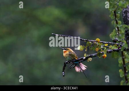 Blue Tailed Bee Eater in Sri Lanka Stock Photo