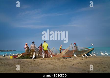 Fishermen clean and adjust the fish nets, with egrets around them in Negombo, Sri Lanka Stock Photo