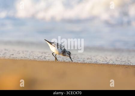 Sanderling 'Calidris alba' walking along the shoreline at Odiel Marshes, Huelva, Spain, during summer. Stock Photo