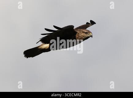 A Common Buzzard (Buteo buteo) in the Cotswold Hills Gloucestershire UK Stock Photo