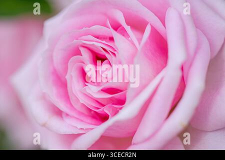 Close up image of a beautiful pink rose blossom in Kakheti, Georgia, showcasing delicate petals and subtle textures, highlighting the vibrant hue and Stock Photo