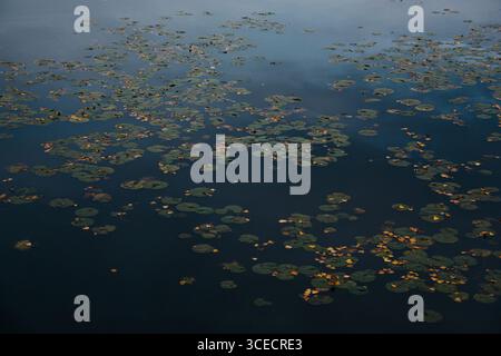 A tranquil scene of lily pads floating on a still lake in Quebec, Canada, captures the essence of autumn with scattered fall leaves creating a harmoni Stock Photo