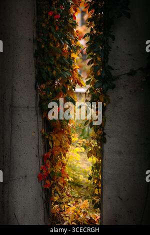 Vibrant autumn ivy climbs a concrete wall, creating a vivid frame that opens onto a lush, hidden garden path in Montreal. The bright foliage contrasts Stock Photo