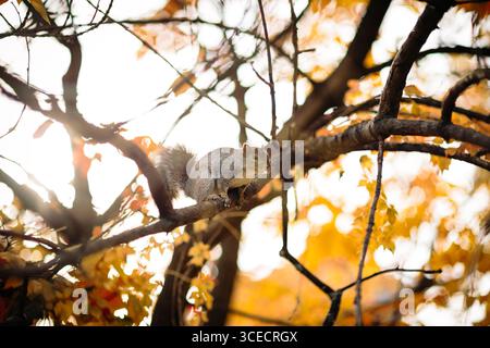 A squirrel perches on a tree branch surrounded by vibrant autumn foliage in Montreal. The sunlight filters through the golden leaves, highlighting the Stock Photo