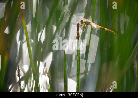 A vibrant dragonfly rests gracefully on a reed amidst the lush wetlands of puebla de belena, Guadalajara, capturing the serene beauty and biodiversity Stock Photo