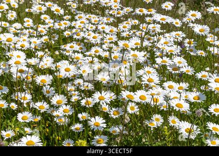 Growing summer daisies flowers in sunlight. Stock Photo